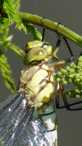 Aeshna cyanea